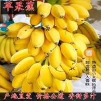 正宗廣西蘋(píng)果蕉5斤香蕉新鮮包郵粉蕉當(dāng)季水果3斤/5斤一件代發(fā)秒發(fā)